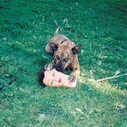 Review: Joyce Manor - Cody